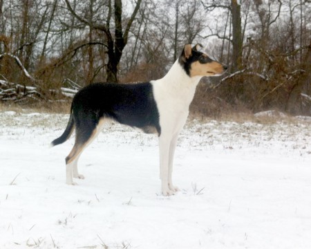 Junior CH SK, SK CH  Mighty´s Spring Meadow Ie Isabel